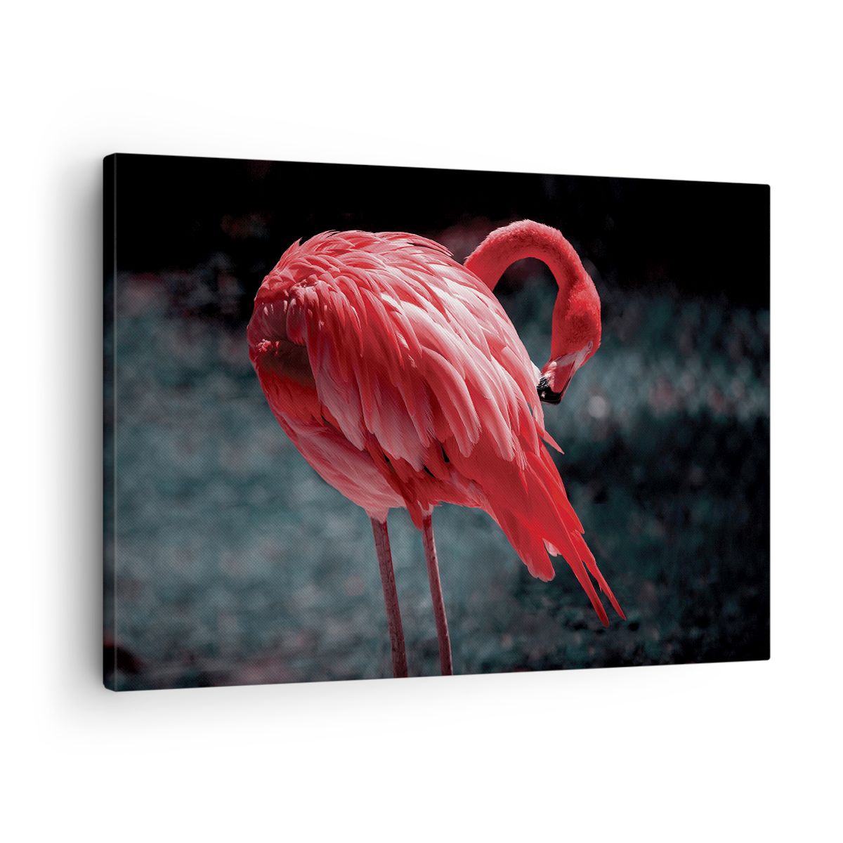 Impression sur Toile 70x50cm Tableaux Image Photo flamant rose oiseau eau