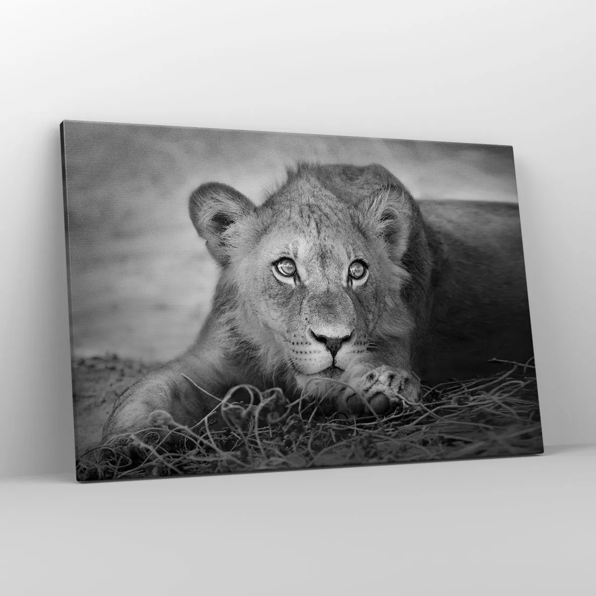 Bild auf Leinwand - Leinwandbild - Monochromes Porträt eines liegenden jungen Löwen - 120x80cm - Königlicher Welpe - Moderne Wanddekoration für Wohnzimmer und Schlafzimmer ARTTOR
