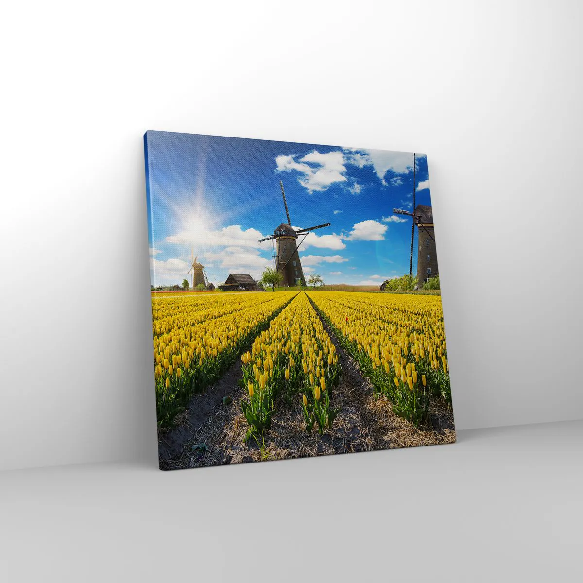 Vászonkép - Nem is lehetne hollandabb - 40x40 cm