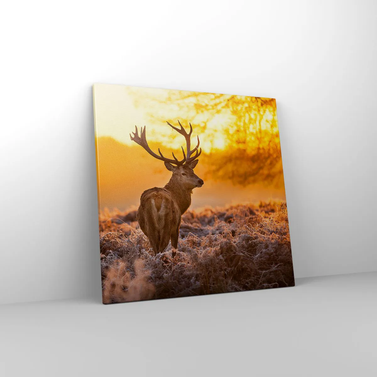 Obraz na płótnie - Król jesiennego lasu - 50x50 cm