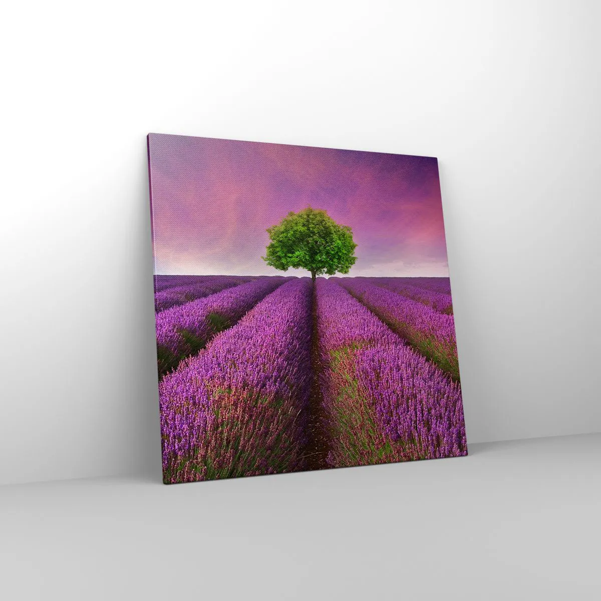 Impression sur toile - Image sur toile - Dans un champs de lavande - 70x70 cm