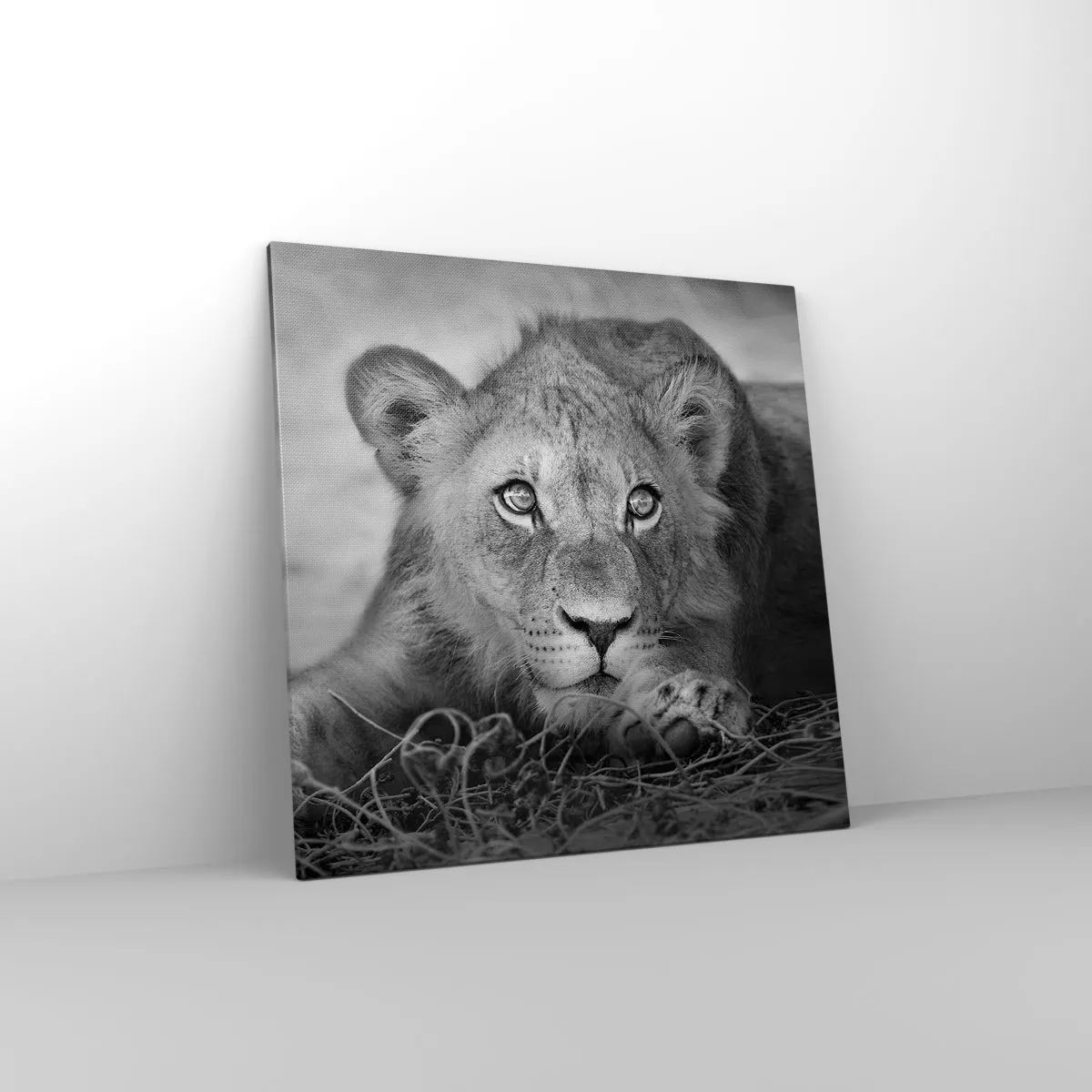 Impression sur toile - Image sur toile - Chiot royal - 70x70 cm