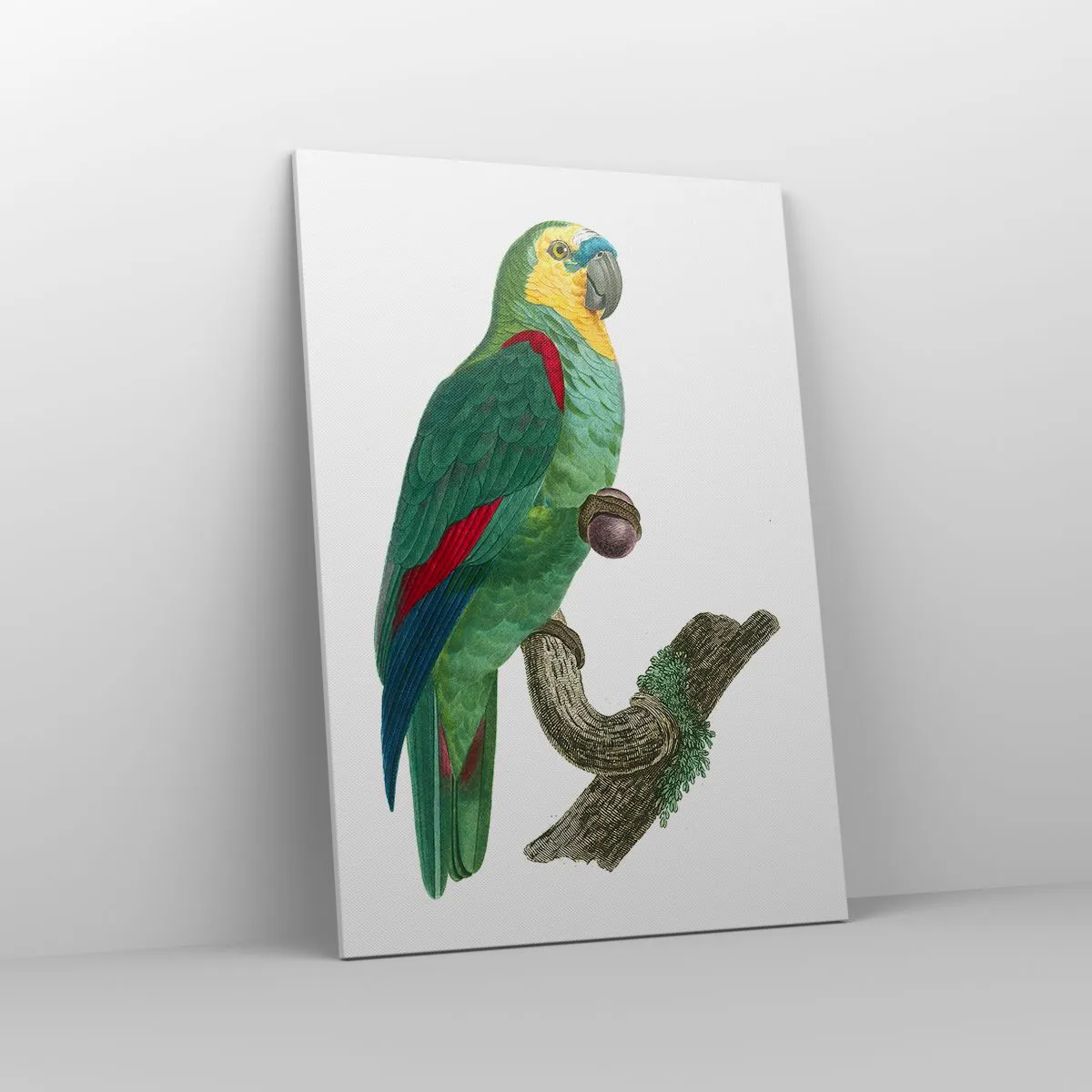 Quadro su tela - Stampe su Tela - Ritratto di pappagallo - 70x100 cm