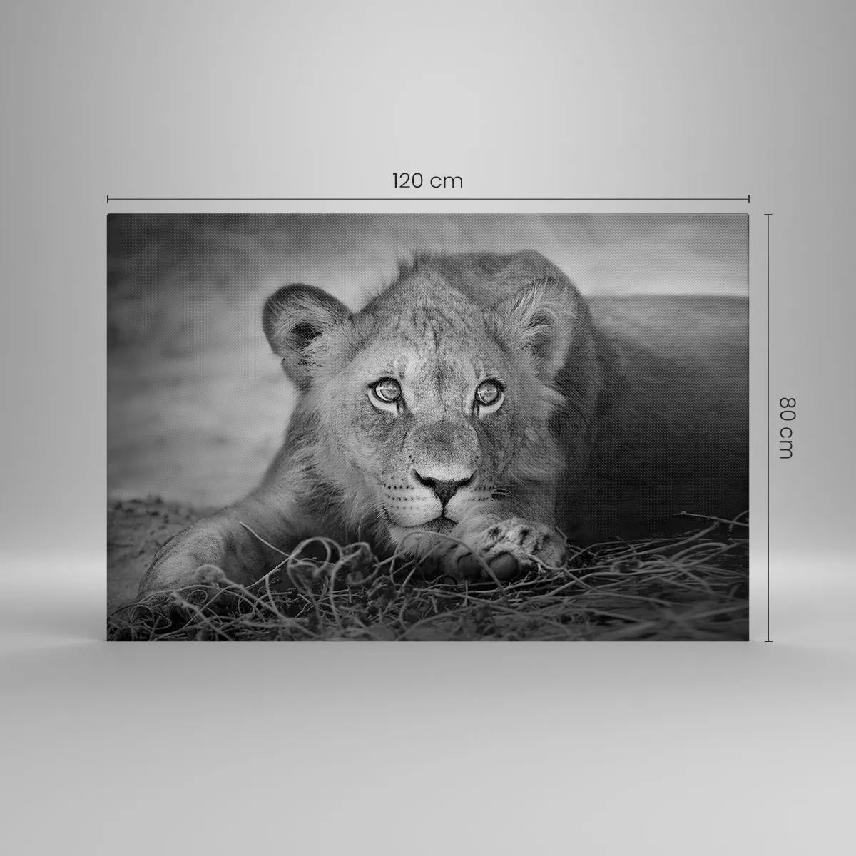 Bild auf Leinwand - Leinwandbild - Monochromes Porträt eines liegenden jungen Löwen - 120x80cm - Königlicher Welpe - Moderne Wanddekoration für Wohnzimmer und Schlafzimmer ARTTOR