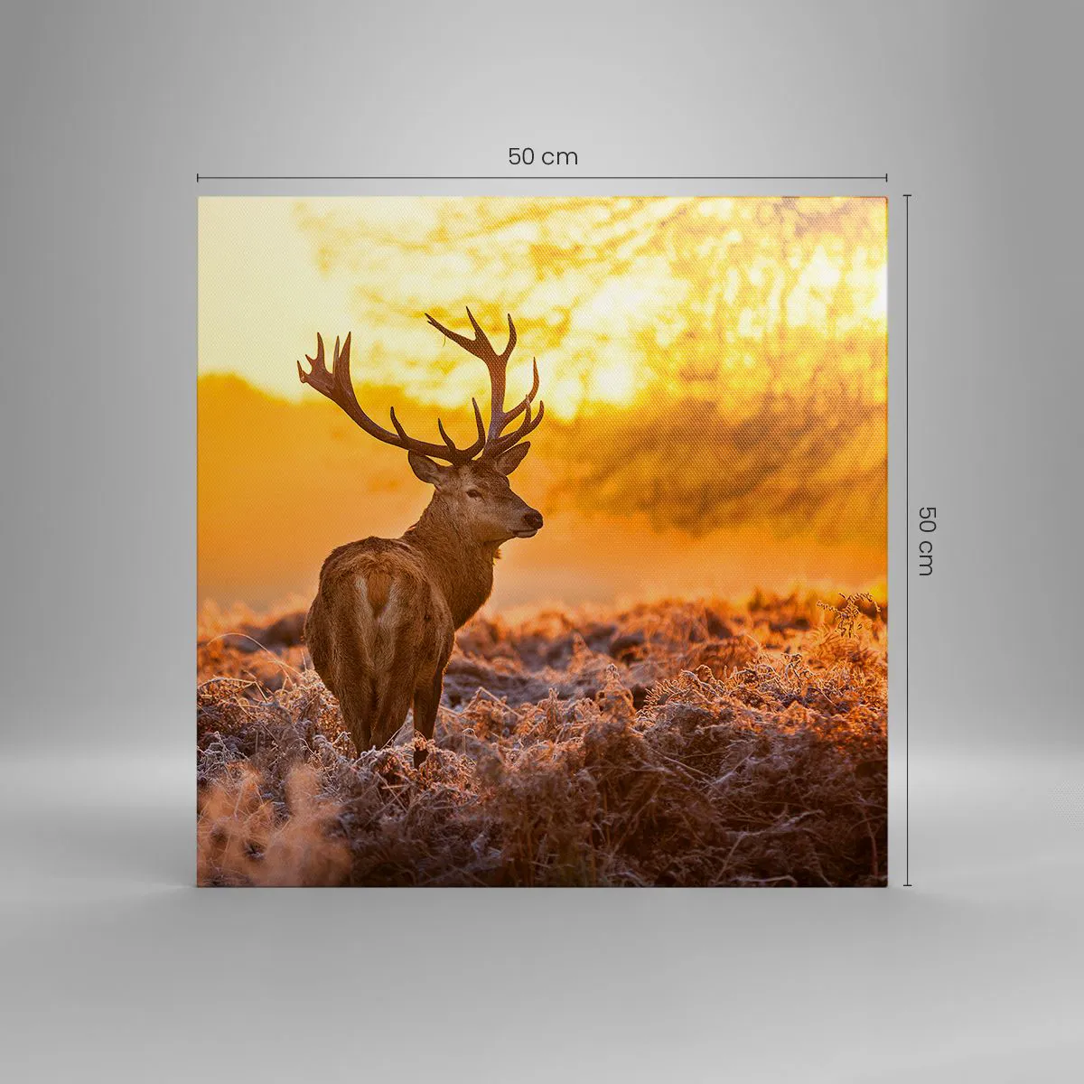 Obraz na płótnie - Król jesiennego lasu - 50x50 cm