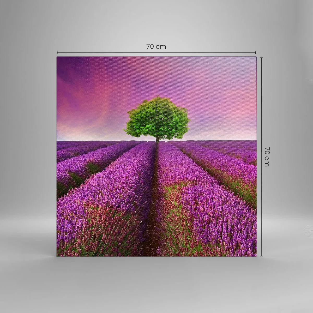 Impression sur toile - Image sur toile - Dans un champs de lavande - 70x70 cm