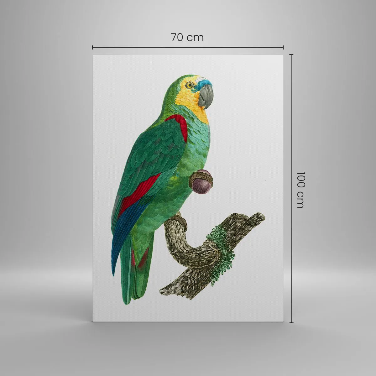 Quadro su tela - Stampe su Tela - Ritratto di pappagallo - 70x100 cm