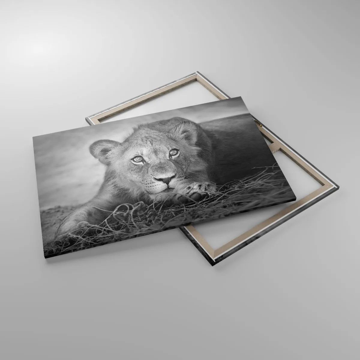 Bild auf Leinwand - Leinwandbild - Monochromes Porträt eines liegenden jungen Löwen - 120x80cm - Königlicher Welpe - Moderne Wanddekoration für Wohnzimmer und Schlafzimmer ARTTOR