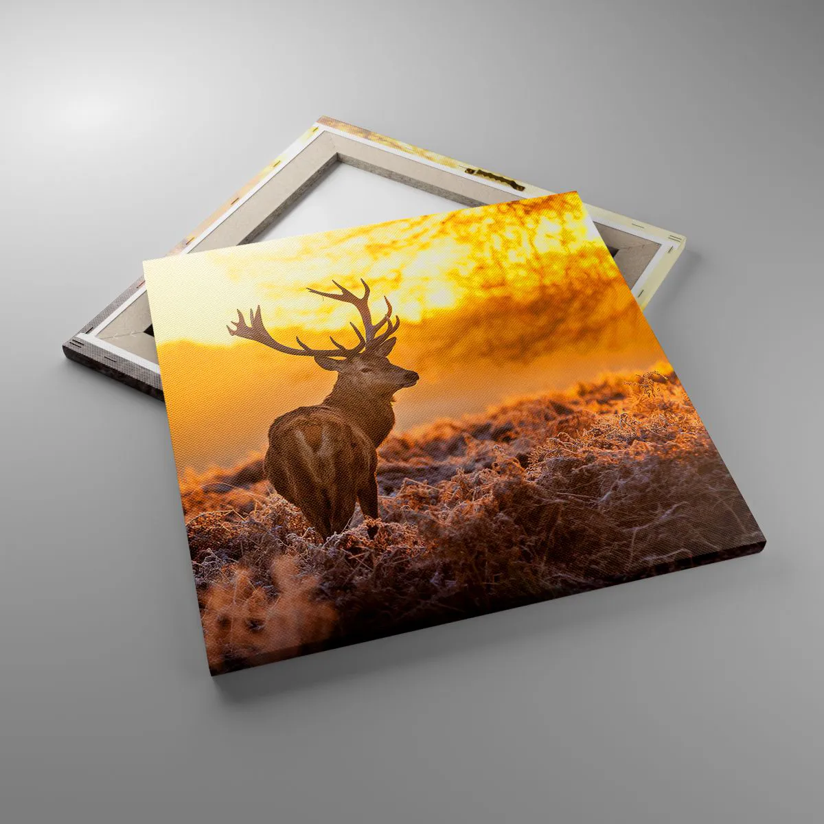 Obraz na płótnie - Król jesiennego lasu - 50x50 cm