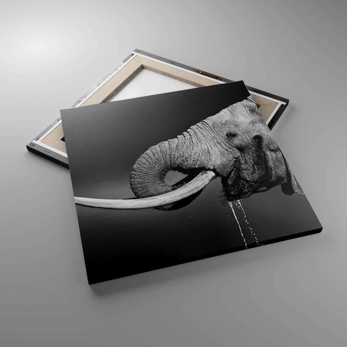 Obrazy Zwierzęta, Obrazy Słoń, Obrazy Afryka, Obrazy Natura, Obrazy Czarno-Biały