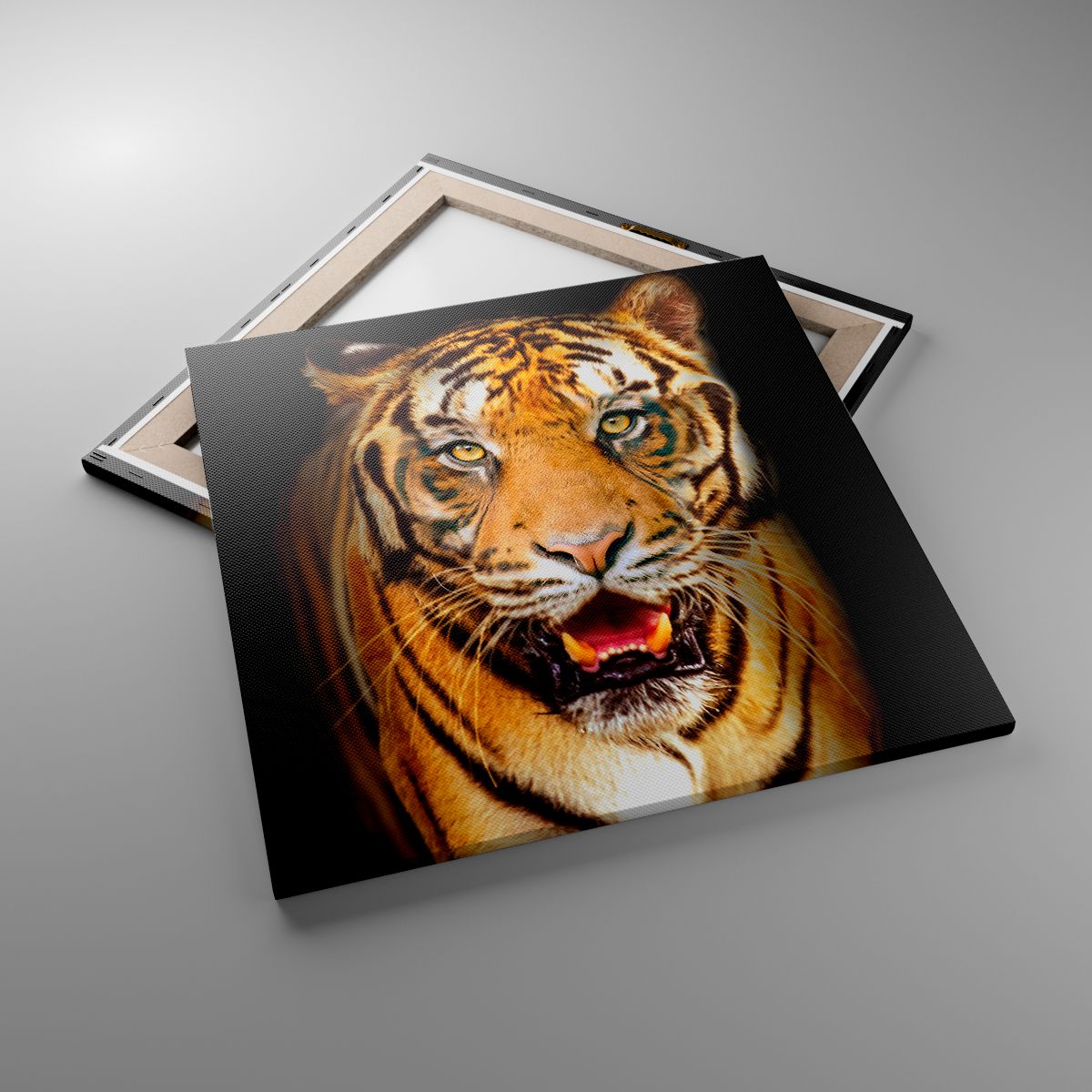 Obrazy Zwierzęta, Obrazy Tygrys, Obrazy Drapieżnik, Obrazy Safari, Obrazy Afryka