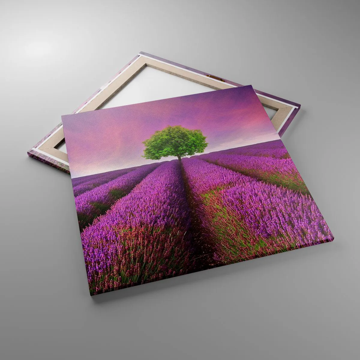 Impression sur toile - Image sur toile - Dans un champs de lavande - 70x70 cm