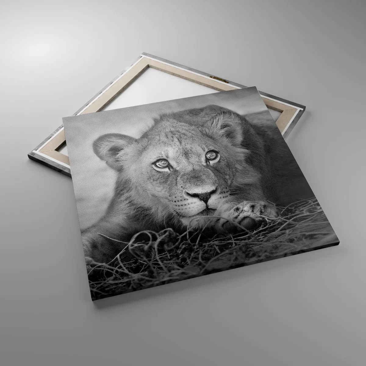 Impression sur toile - Image sur toile - Chiot royal - 70x70 cm