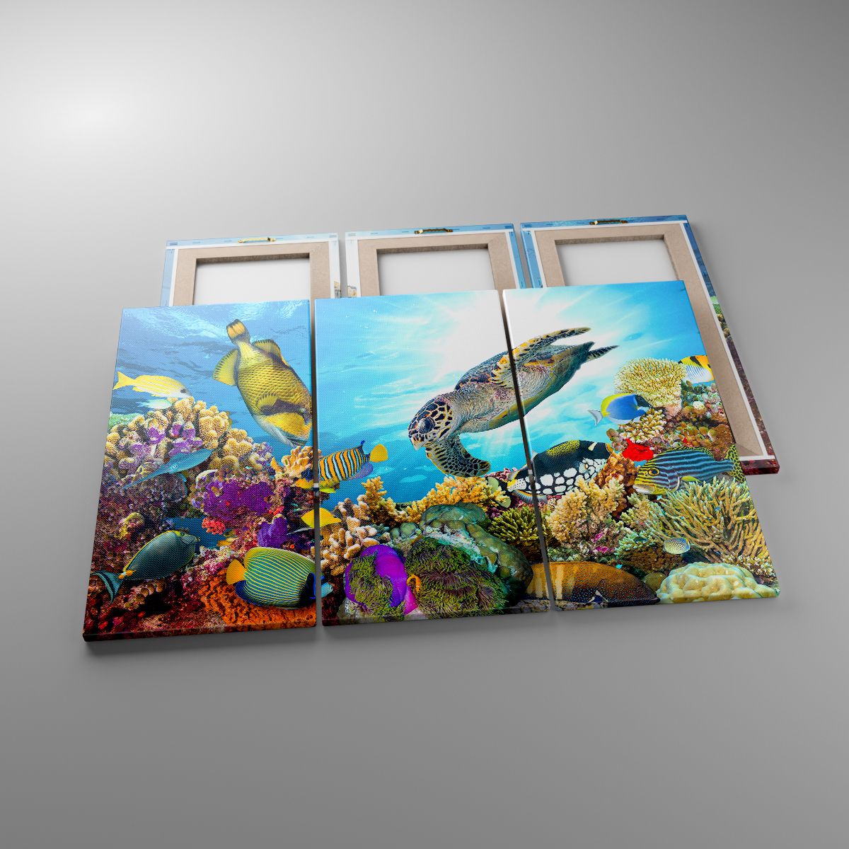 Obrazy Rafa Koralowa, Obrazy Morze, Obrazy Podwodny Świat, Obrazy Żółw, Obrazy Ryby
