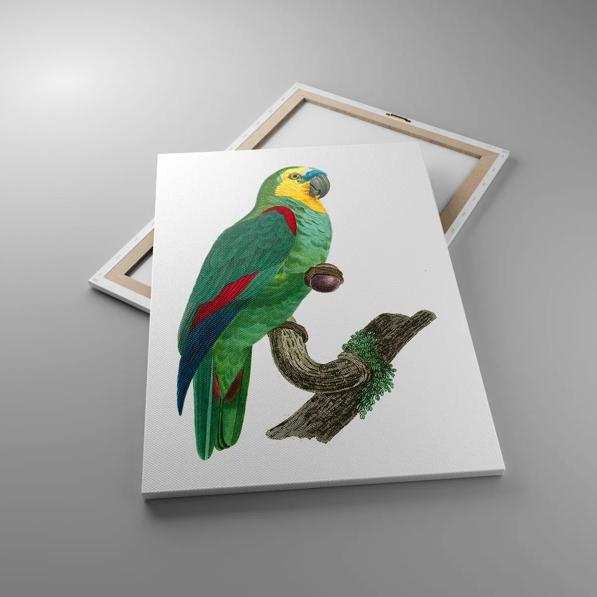 Quadro su tela - Stampe su Tela - Ritratto di pappagallo - 70x100 cm