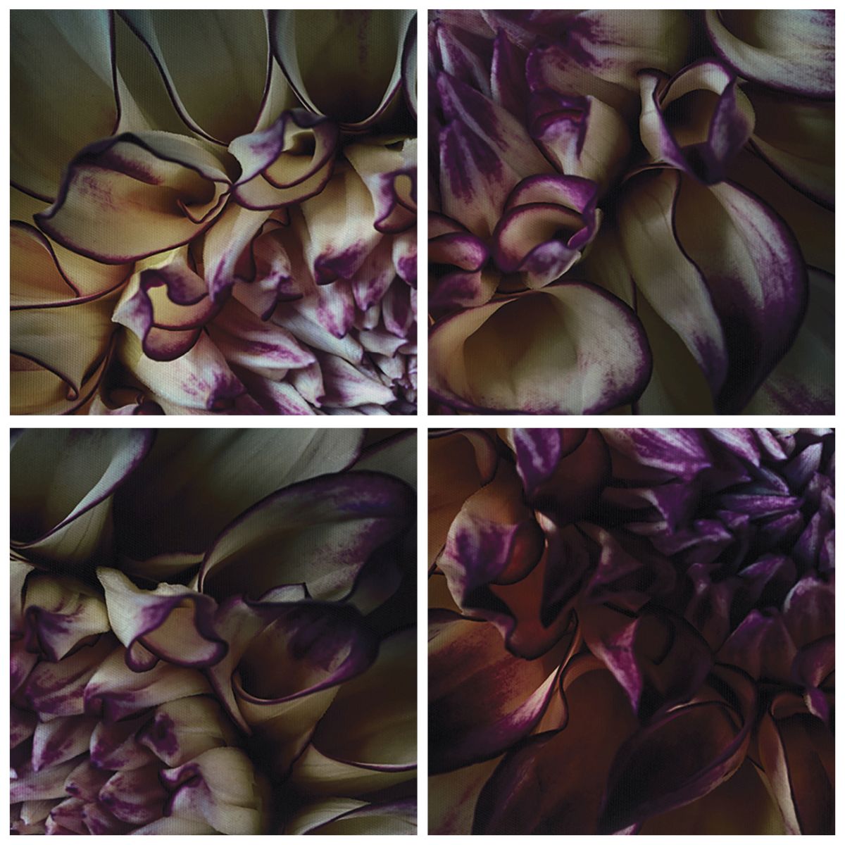Leinwandbild Kunst-Druck 120x60 Bilder Blumen & Pflanzen Weiße Dahlie 