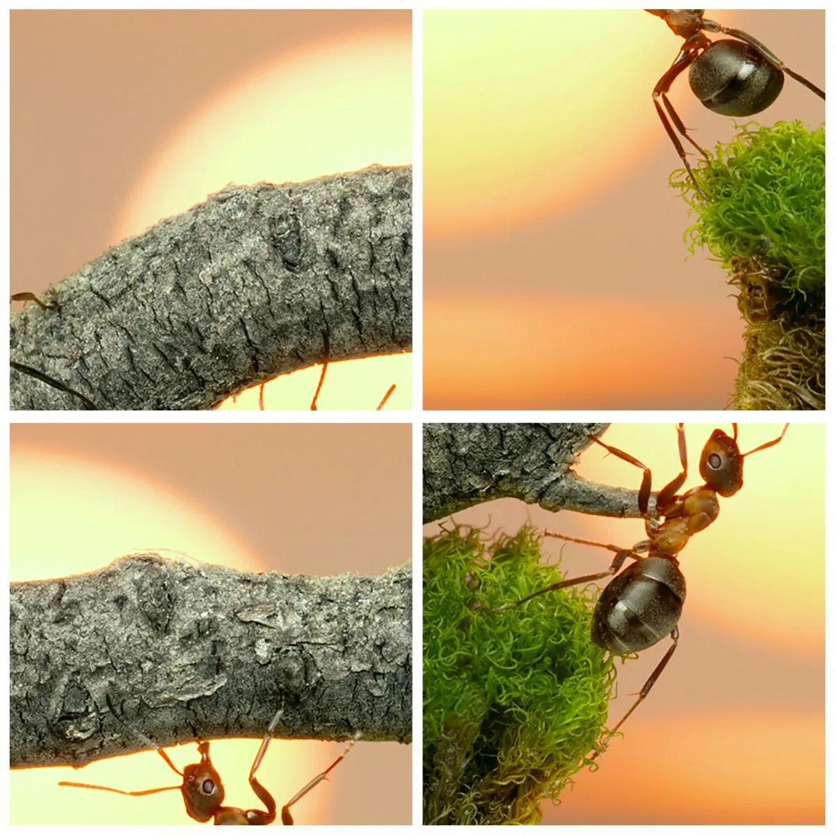 Väggklocka - Klocka på glas - Myror på en gren i ljuset av den nedgående solen - 30x30cm - Glatt, gemensamt arbete - Modern väggdekoration för vardagsrum, kök och sovrum ARTTOR