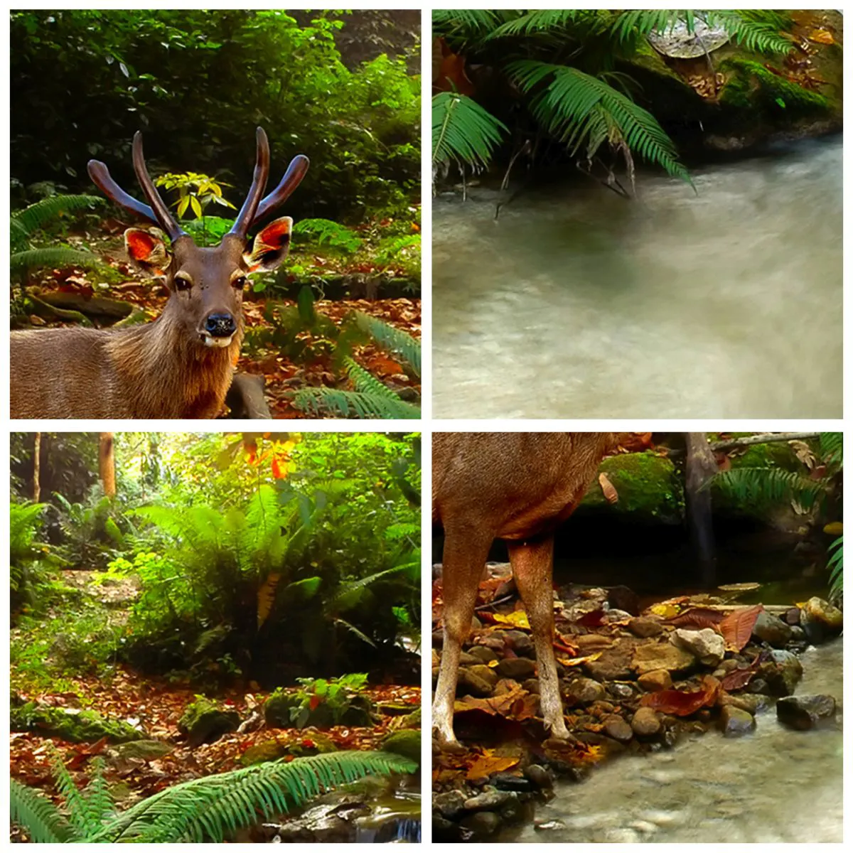 Wanduhr - Glasuhr - Hirsche in einer Waldlandschaft an einem Bach - 30x30cm - Willkommen in meiner Welt - Moderne Wanddekoration für Wohnzimmer, Küche und Schlafzimmer ARTTOR