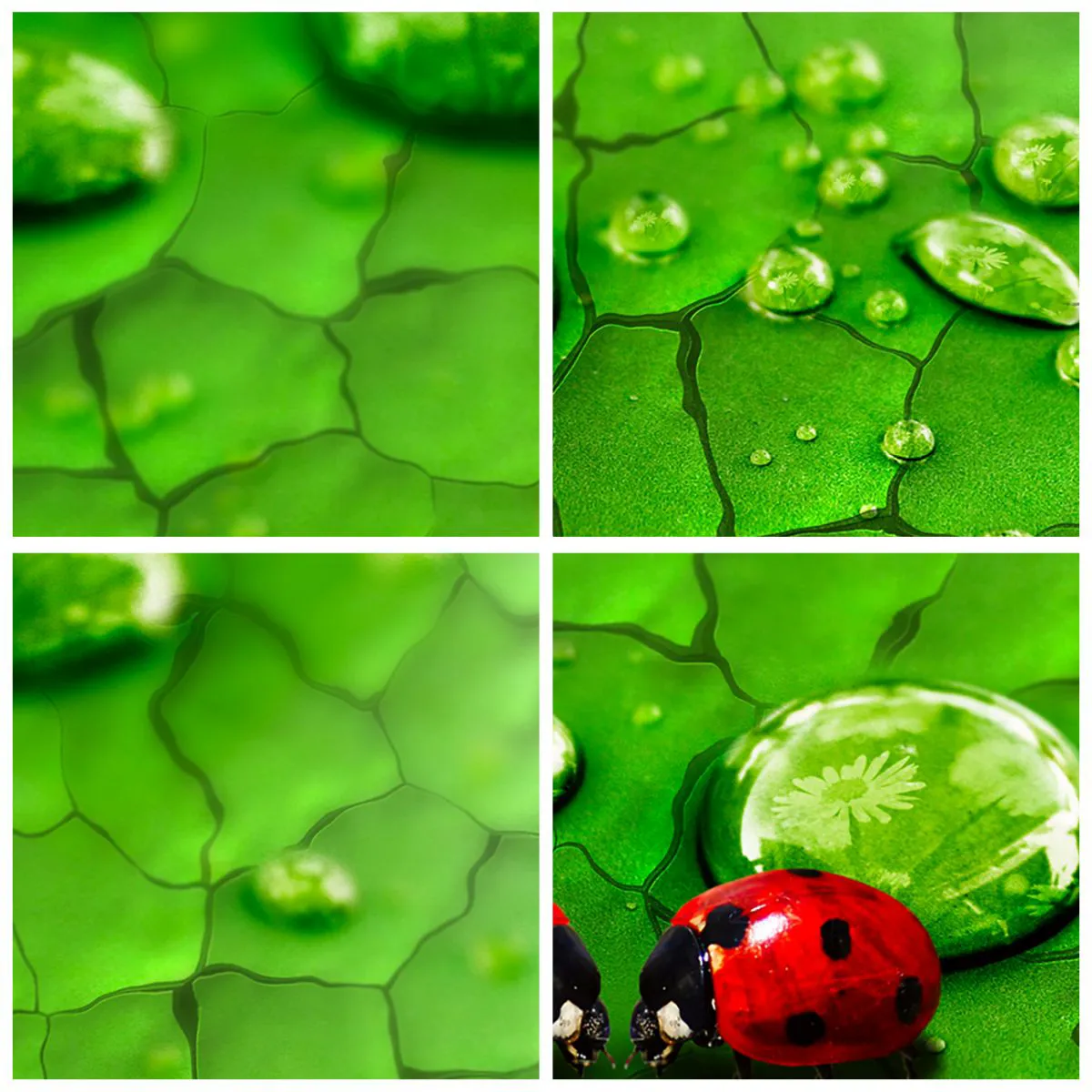 Reloj de pared - Reloj de vidrio - Mariquitas en una hoja con gotas de agua. - 30x30cm - Reunión sobre verde - Decoración de pared moderna para salón, cocina y dormitorio ARTTOR