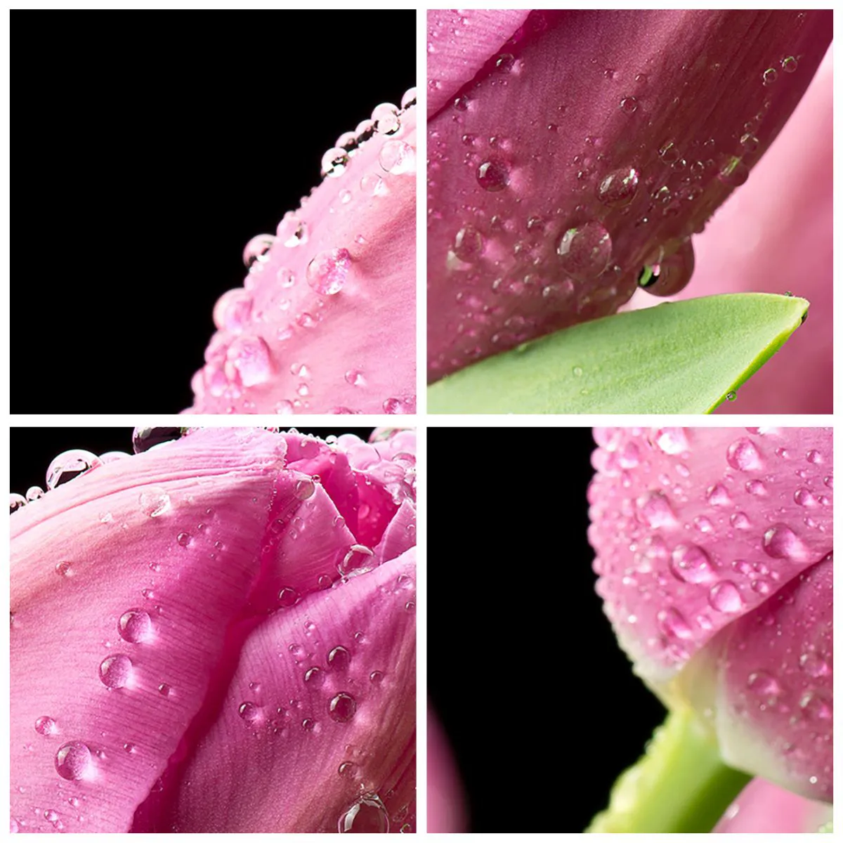 Nástenné hodiny - Ružový tulipán pokrytý kvapkami rosy na tmavom pozadí. - 30x30cm - Ľaliový sen v rose - Moderná nástenná dekorácia do obývacej izby, kuchyne a spálne ARTTOR