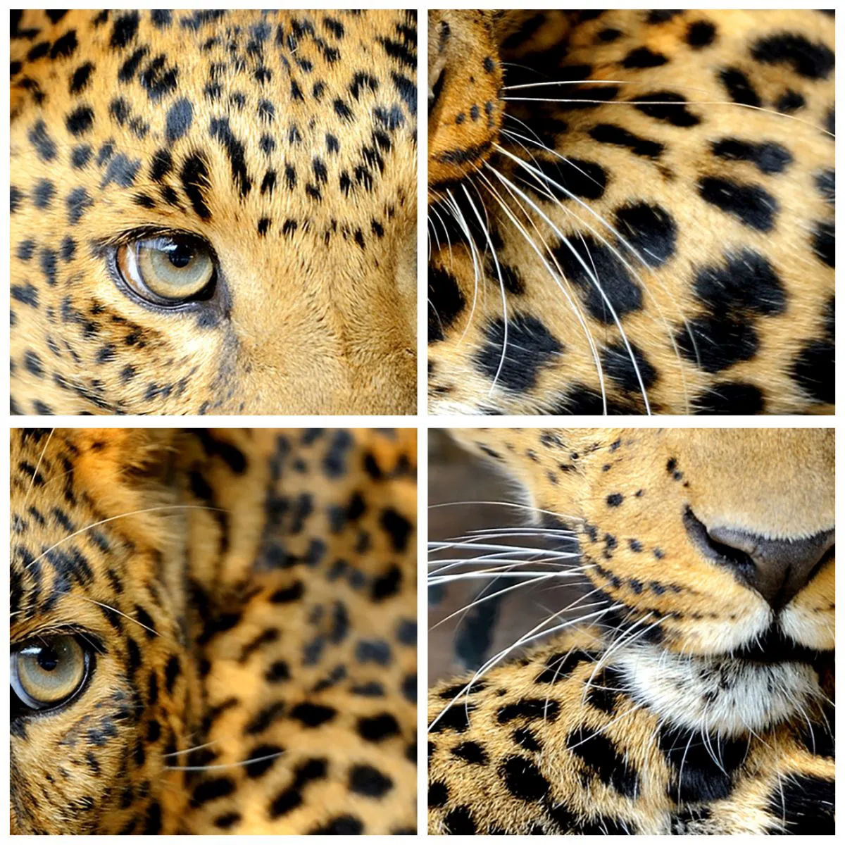 Wall clock - Clock on glass - Don't be Shy, Come Closer - 30x30 cm