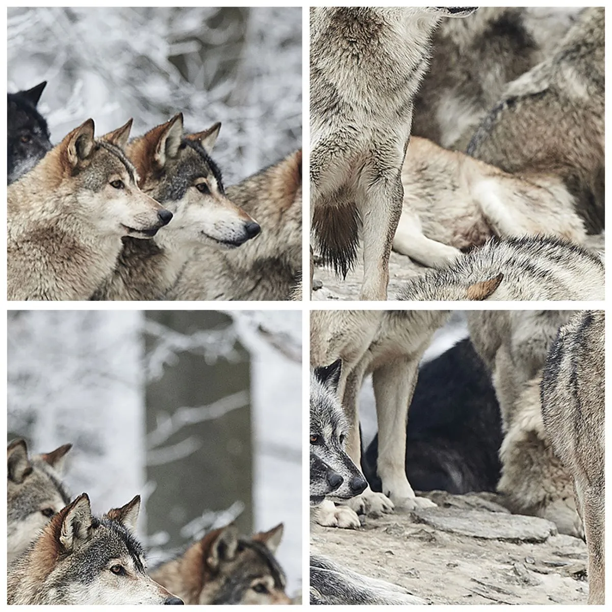 Horloge murale - Pendule murale - Une meute de loups dans la forêt d'hiver - 30x30cm - Famille et amis - Décoration murale moderne pour le salon et la chambre ARTTOR