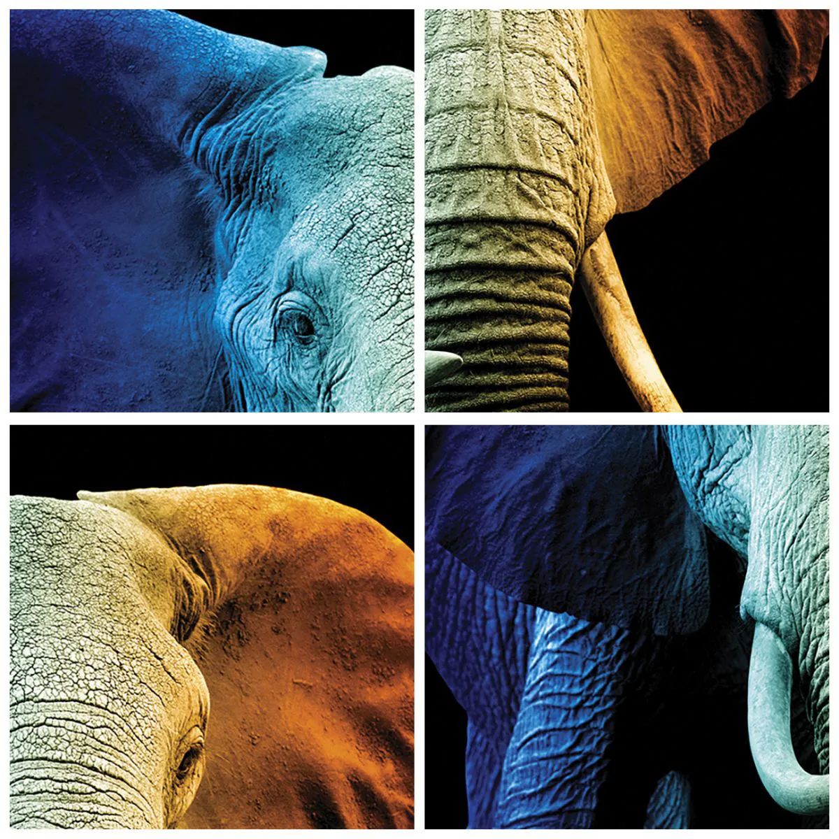 Wanduhr - Glasuhr - Elefantenporträt in Regenbogenfarben - 30x30cm - Exzentrisch, kein Verrückter - Moderne Wanddekoration für Wohnzimmer und Schlafzimmer ARTTOR