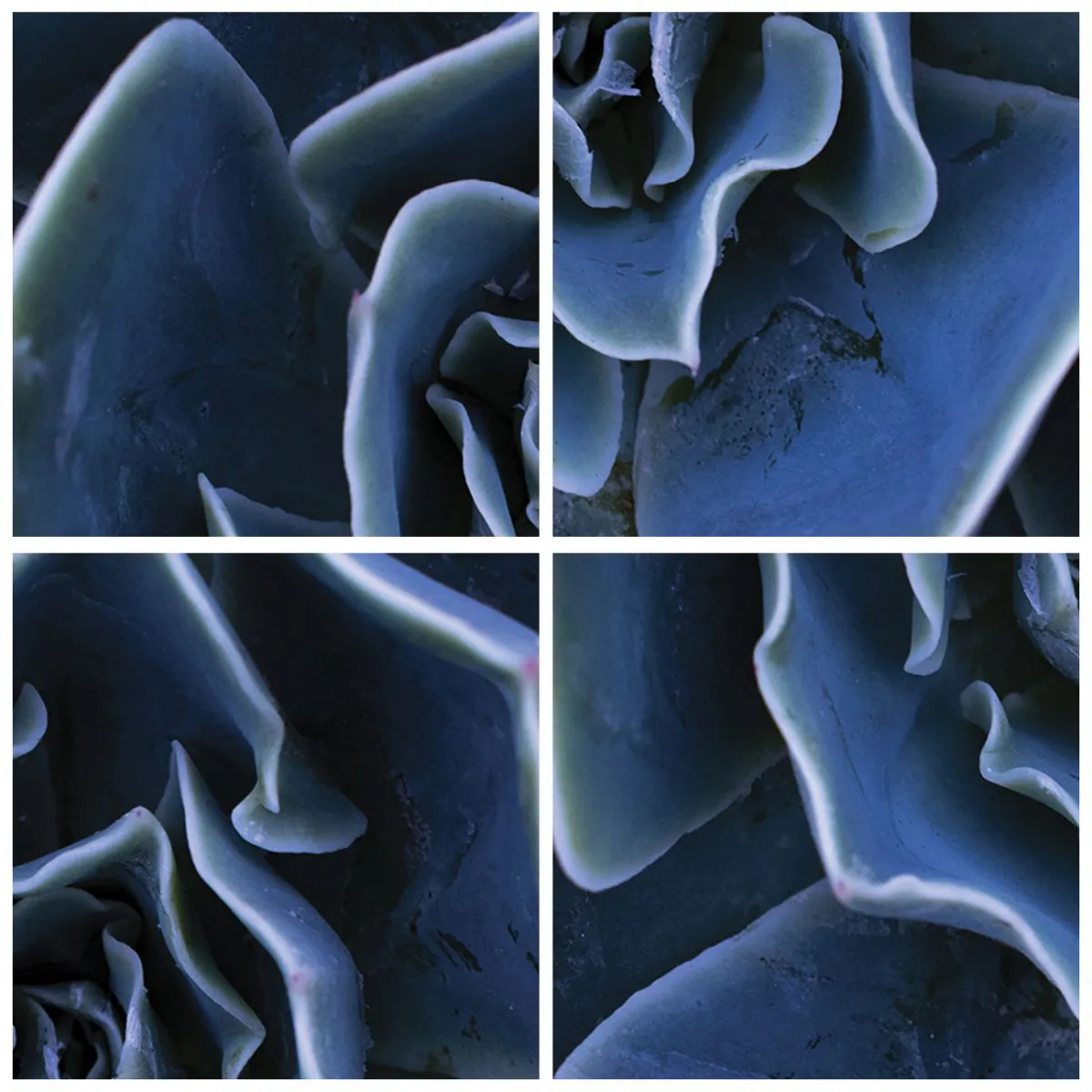 Wall clock - Clock on glass - Close-up of a succulent with navy blue leaves - 30x30cm - Flower of the Desert - Modern wall decoration for the living room, kitchen, and bedroom ARTTOR