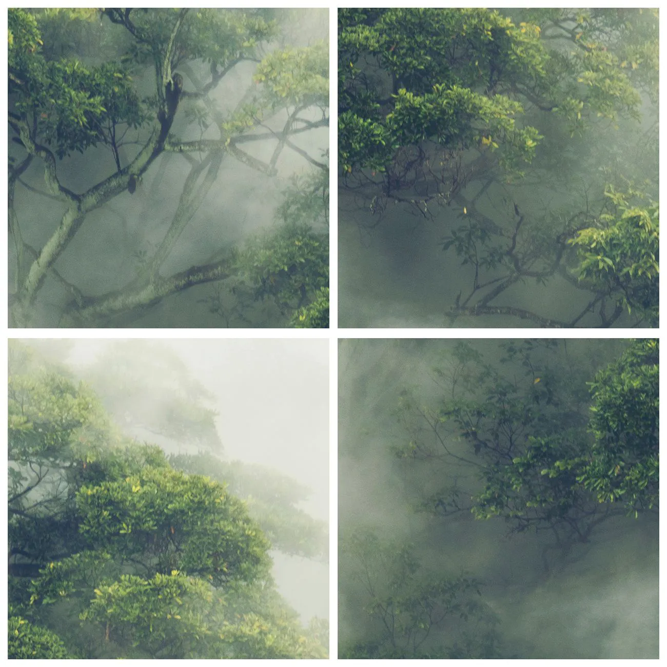 Väggklocka - Klocka på glas - Gröna träd höljda i mystisk dimma - 30x30cm - Insvept i dimma - Modern väggdekoration för vardagsrum, kök och sovrum ARTTOR