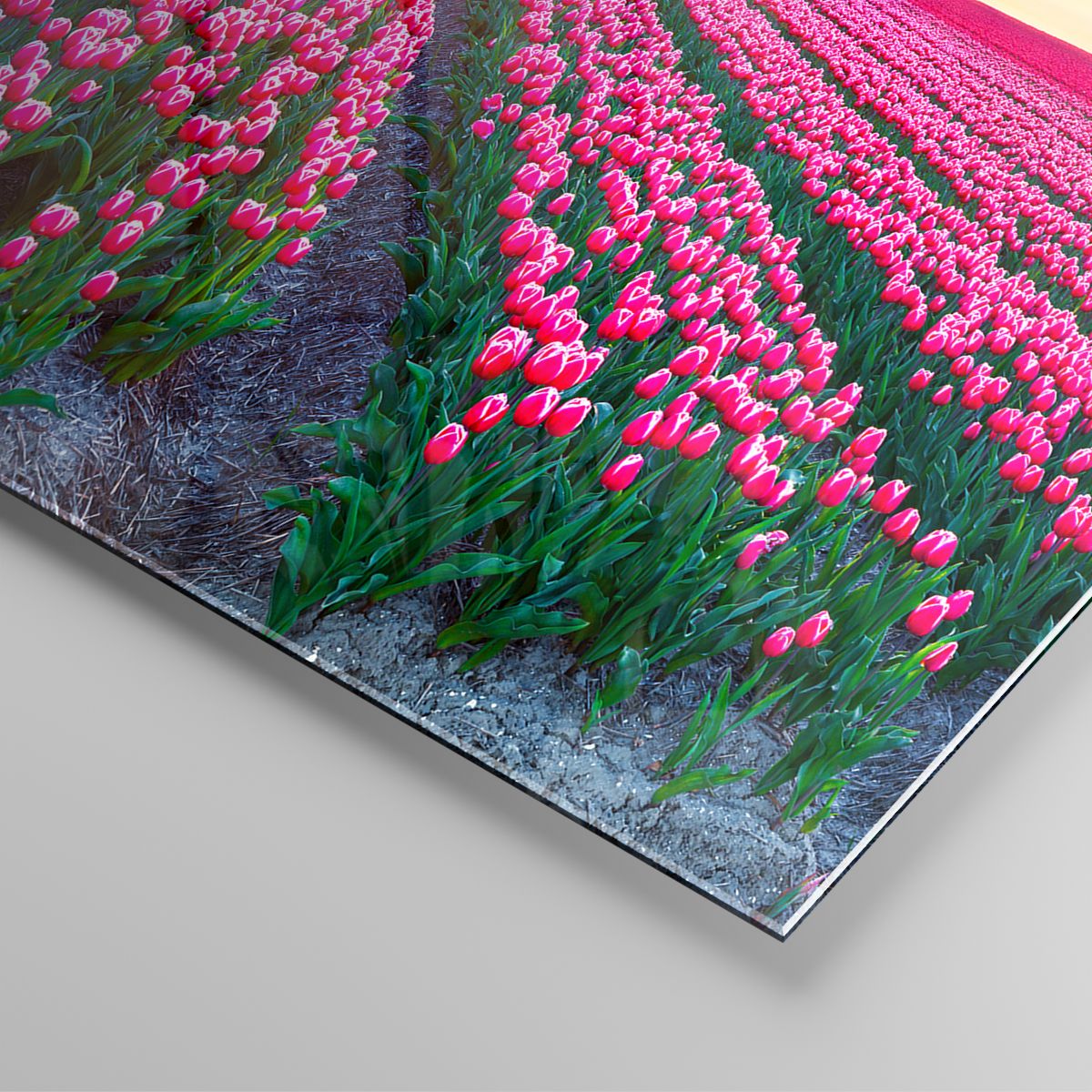 Paisaje Con Tulipanes Molinos De Viento Holandeses Tradicionales En Los