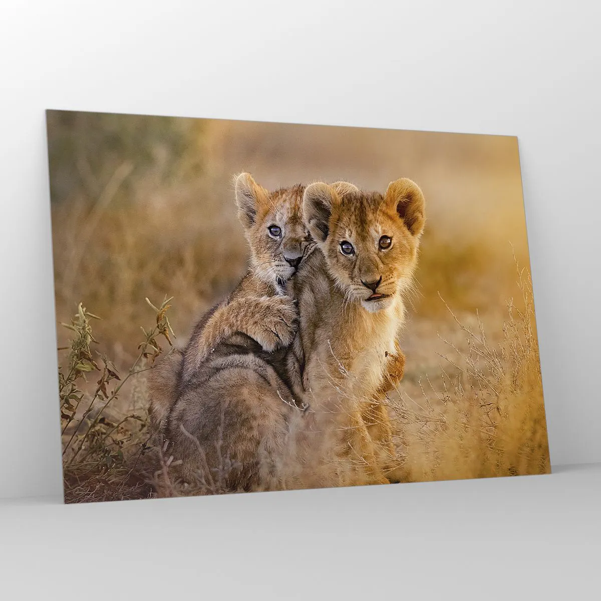 Glasbild - Bild auf glas - Zwei junge Löwenbabys in einer natürlichen Savanne - 100x70cm - Bitte nicht stören! Wir haben Spaß - Moderne Wanddekoration für Wohnzimmer und Schlafzimmer ARTTOR