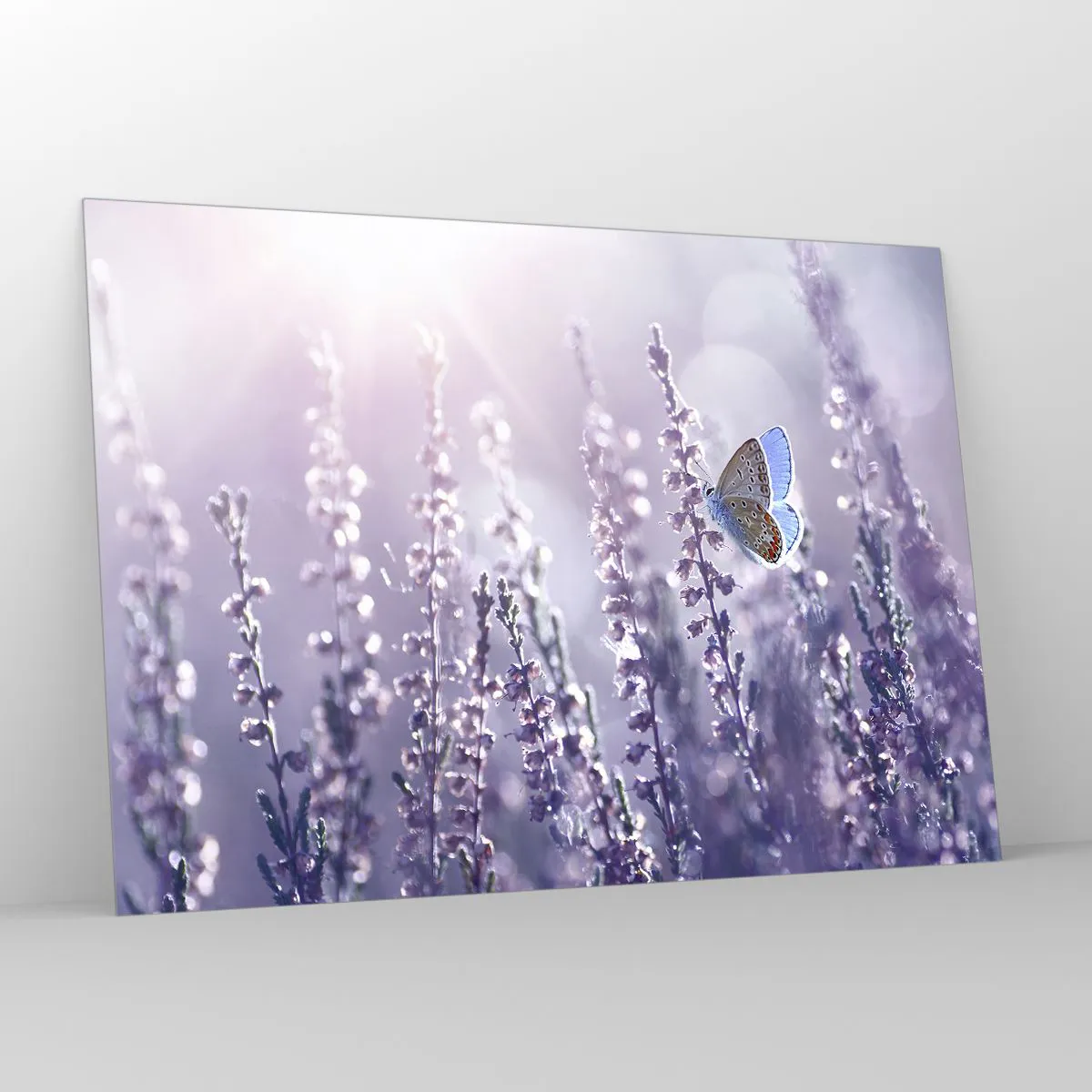 Obraz na skle - Bozk motýľa - 100x70 cm