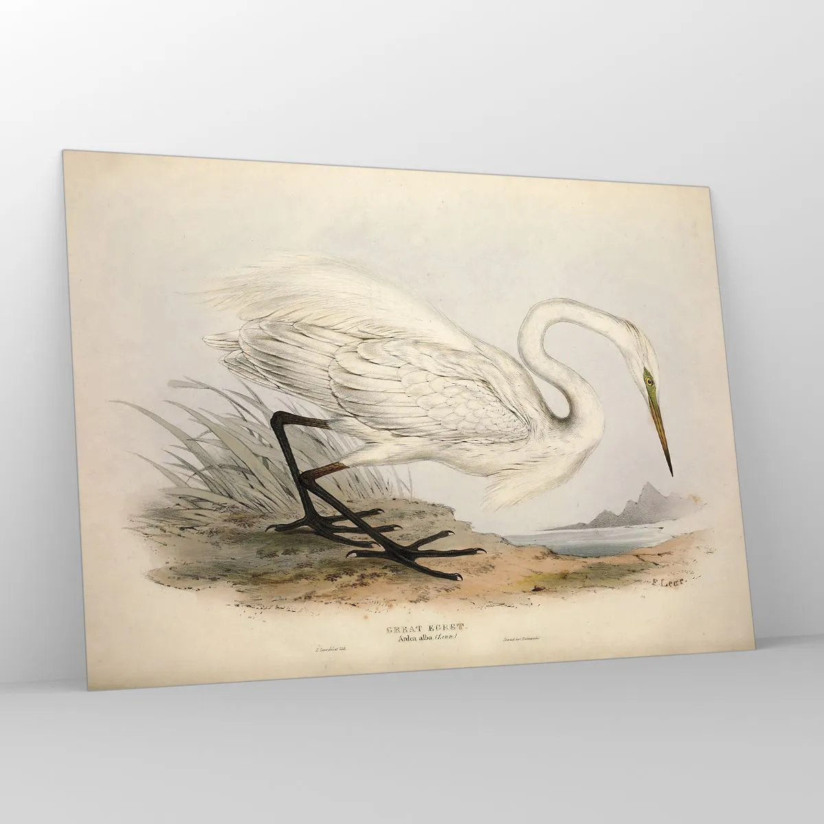 Obraz na skle - Pani rákosín - 100x70 cm