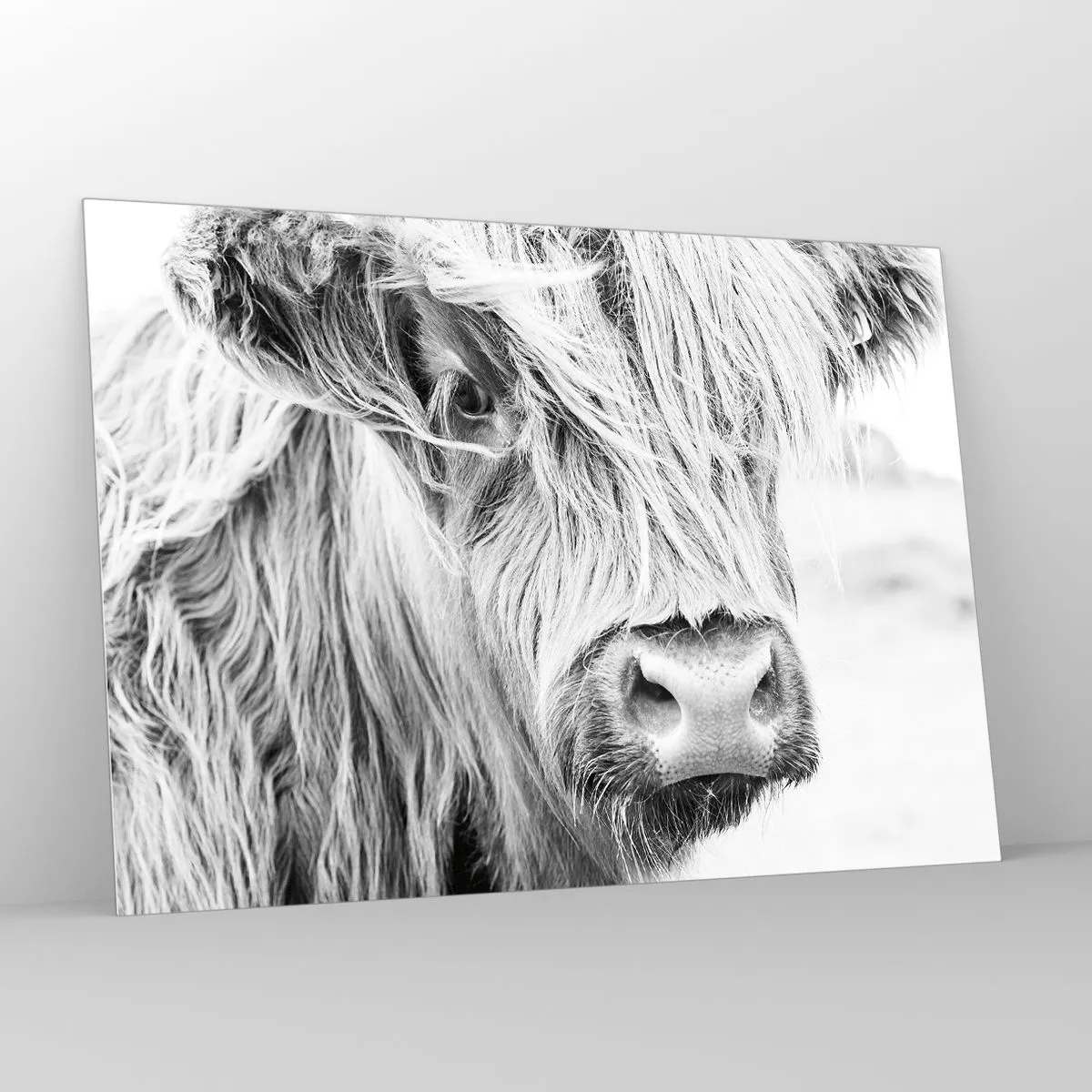 Obraz na szkle - Zbliżenie długowłosego szkockiego bydła w czerni i bieli - 100x70cm - Szkocka dzikość - Nowoczesna dekoracja ścienna do salonu, kuchni i sypialni ARTTOR