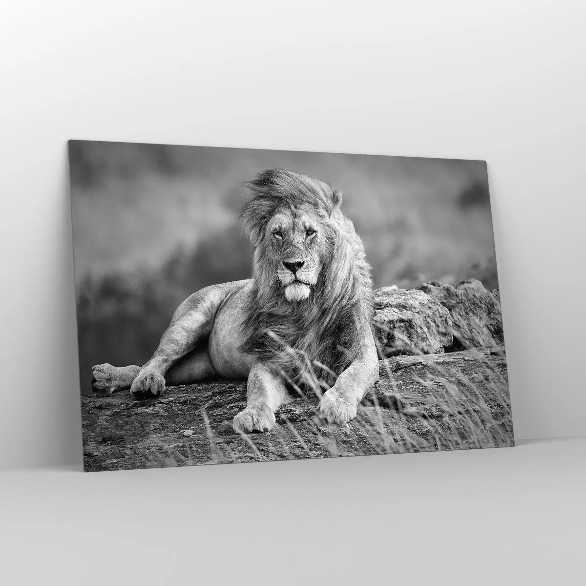 Impression sur verre - Image sur verre - Un lion reposant sur un rocher dans un paysage monochrome. - 120x80cm - Sieste royale - Décoration murale moderne pour le salon et la chambre ARTTOR