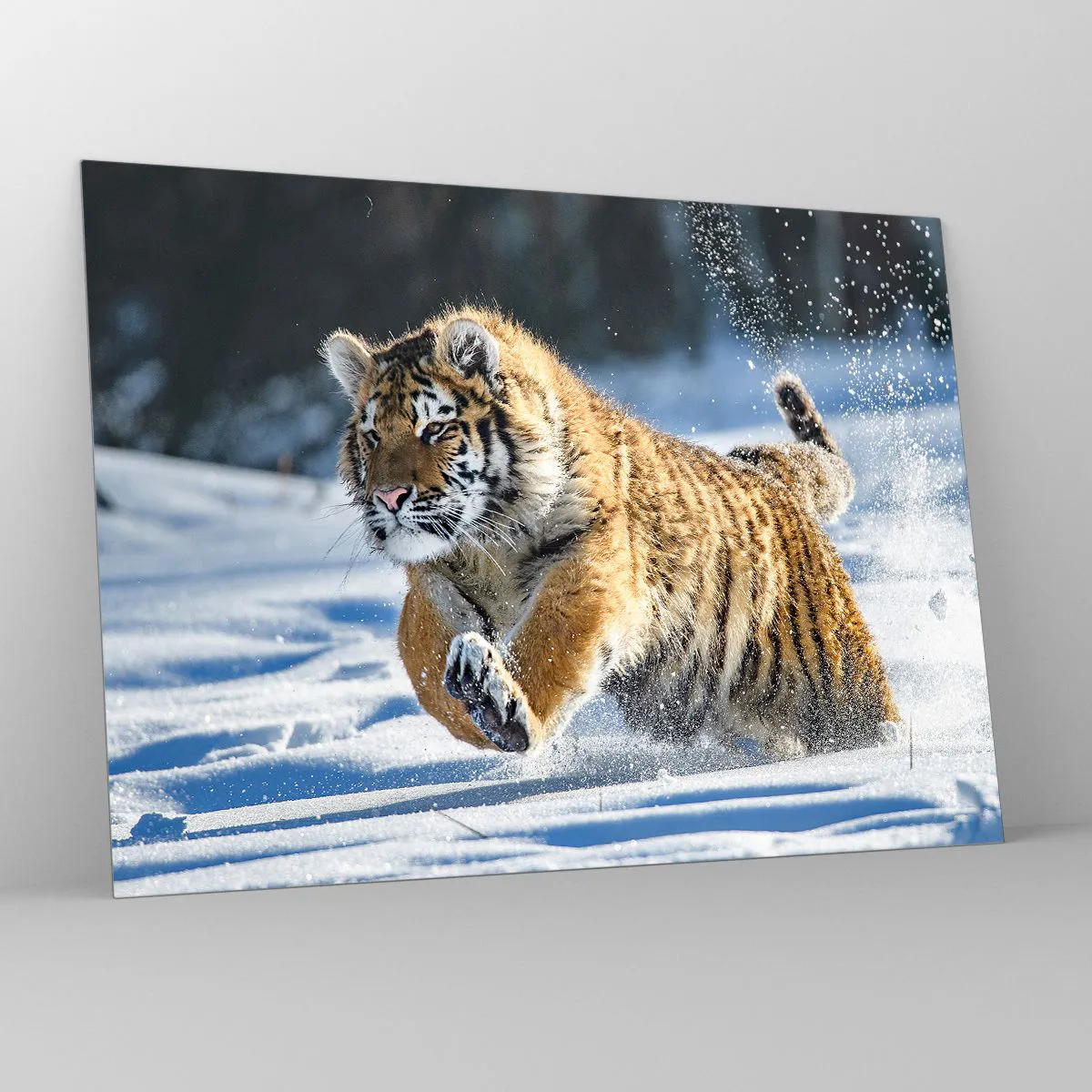 Billede på glas - En sibirisk tiger løber gennem sneen i et vinterlandskab. - 70x50cm - Den sibiriske taigas gud - Moderne vægdekoration til stue og soveværelse ARTTOR