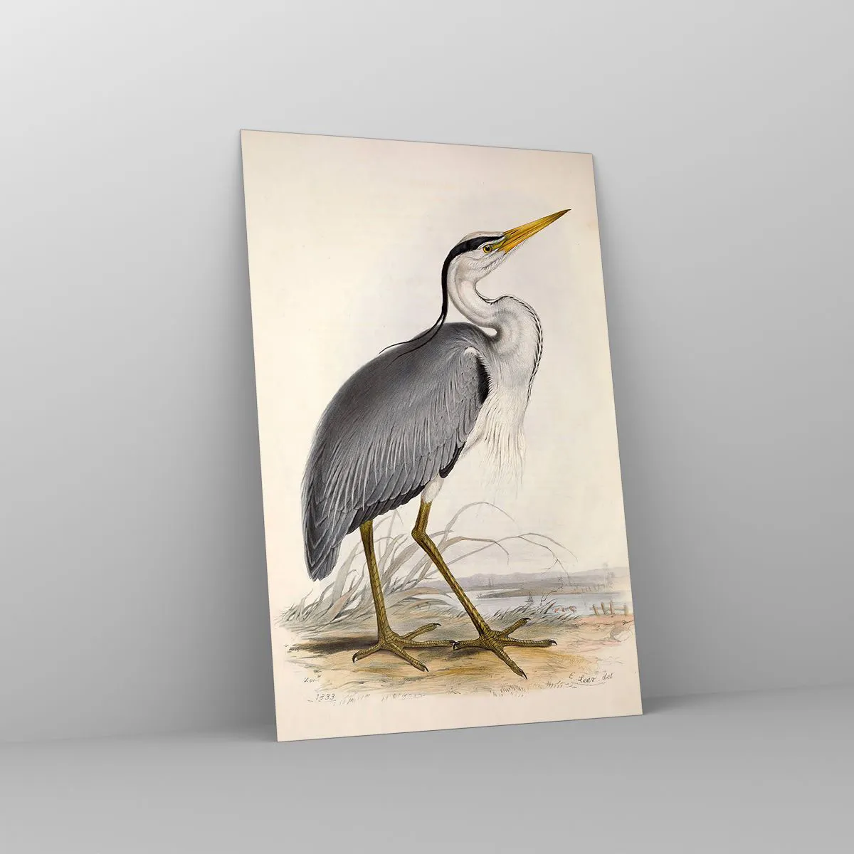 Glasbild - Bild auf glas - Reiher Gnade - 80x120 cm