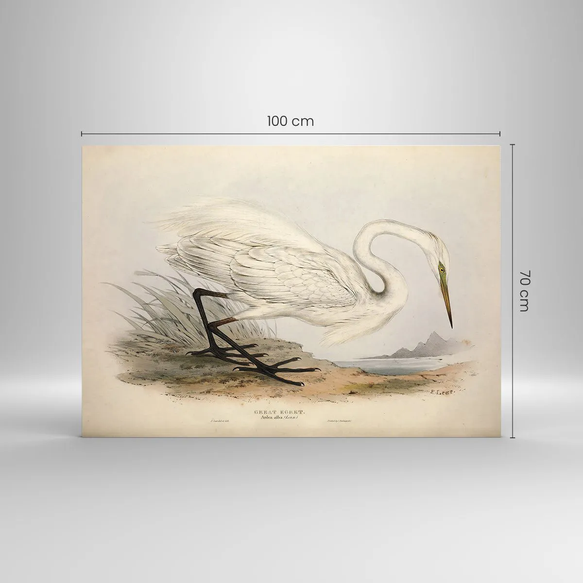 Obraz na skle - Pani rákosín - 100x70 cm