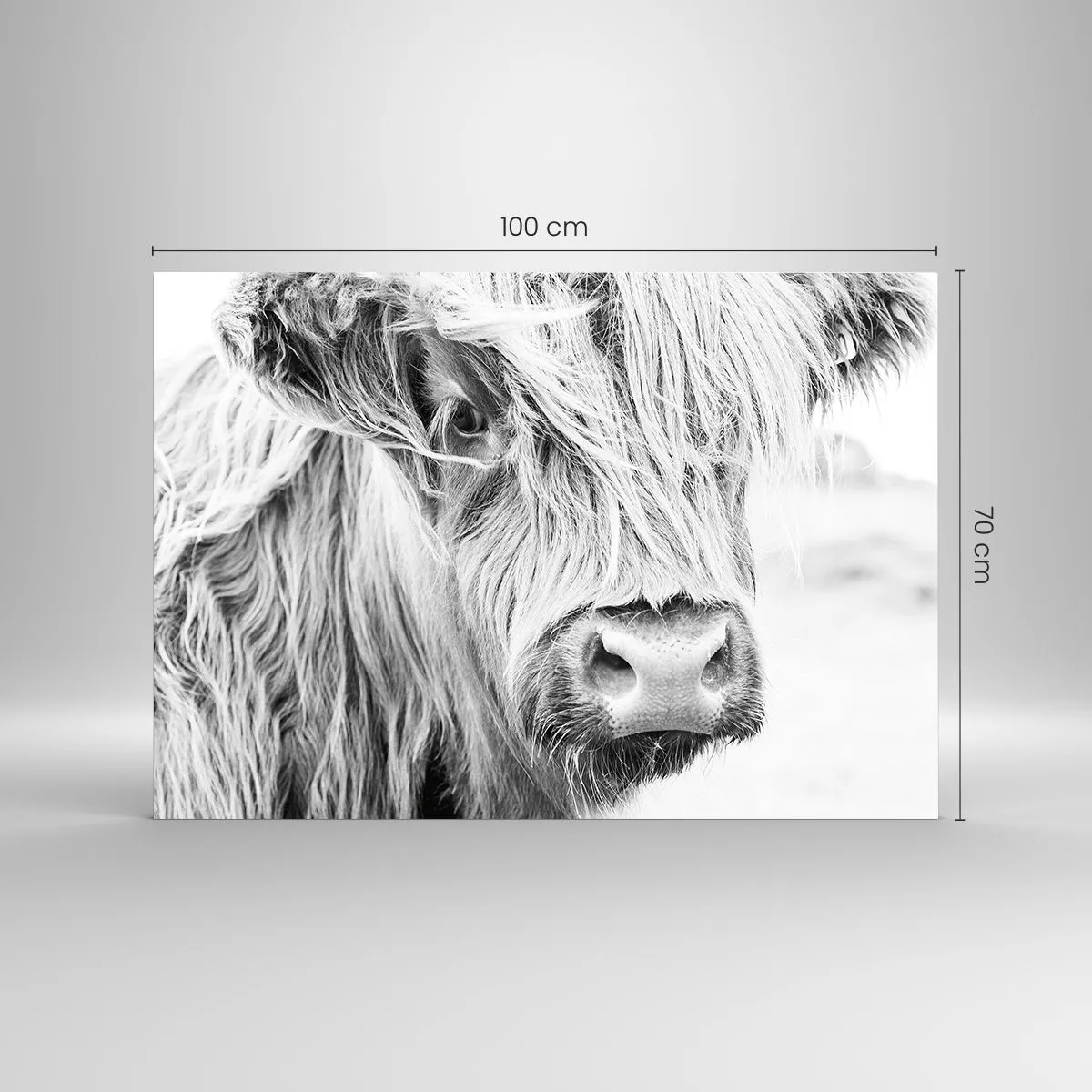 Obraz na szkle - Zbliżenie długowłosego szkockiego bydła w czerni i bieli - 100x70cm - Szkocka dzikość - Nowoczesna dekoracja ścienna do salonu, kuchni i sypialni ARTTOR