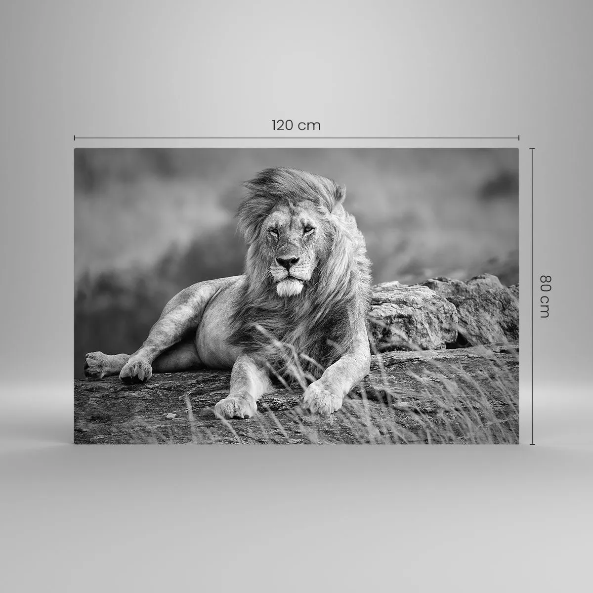 Impression sur verre - Image sur verre - Un lion reposant sur un rocher dans un paysage monochrome. - 120x80cm - Sieste royale - Décoration murale moderne pour le salon et la chambre ARTTOR