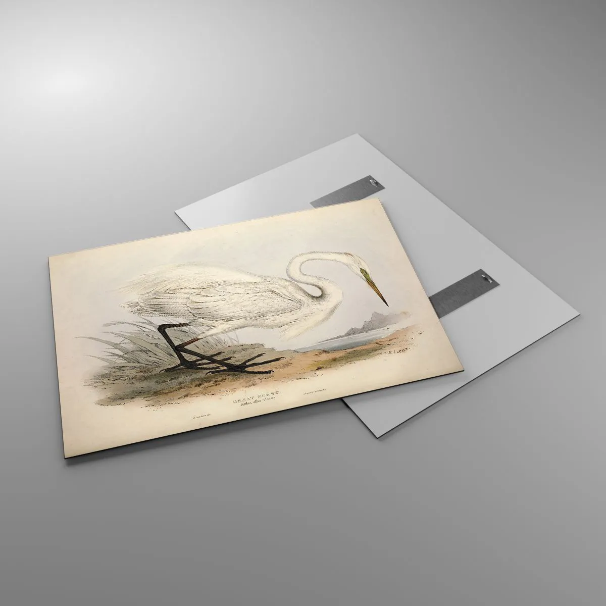 Obraz na skle - Pani rákosín - 100x70 cm