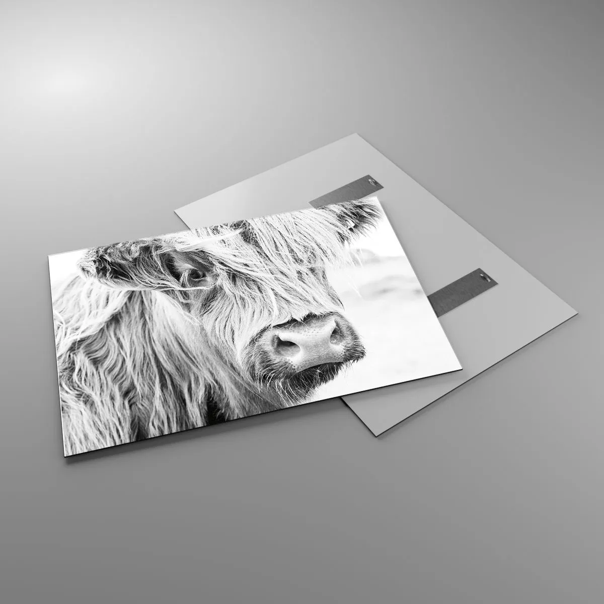 Obraz na szkle - Zbliżenie długowłosego szkockiego bydła w czerni i bieli - 100x70cm - Szkocka dzikość - Nowoczesna dekoracja ścienna do salonu, kuchni i sypialni ARTTOR