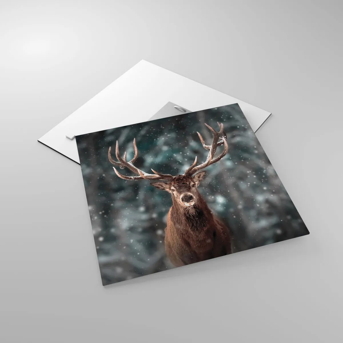 Obraz na skle - Skutočný kráľ lesa - 40x40 cm