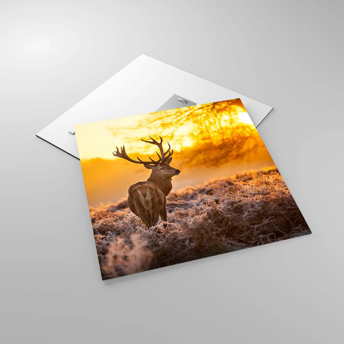 Üveg kép - Az őszi erdő királya - 50x50 cm