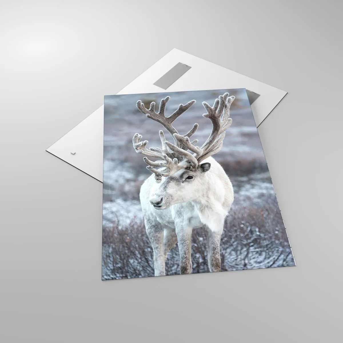 Obraz na szkle - Biały renifer na tle zimowego krajobrazu - 70x100cm - Portret w słońcu - Nowoczesna dekoracja ścienna do salonu i sypialni ARTTOR