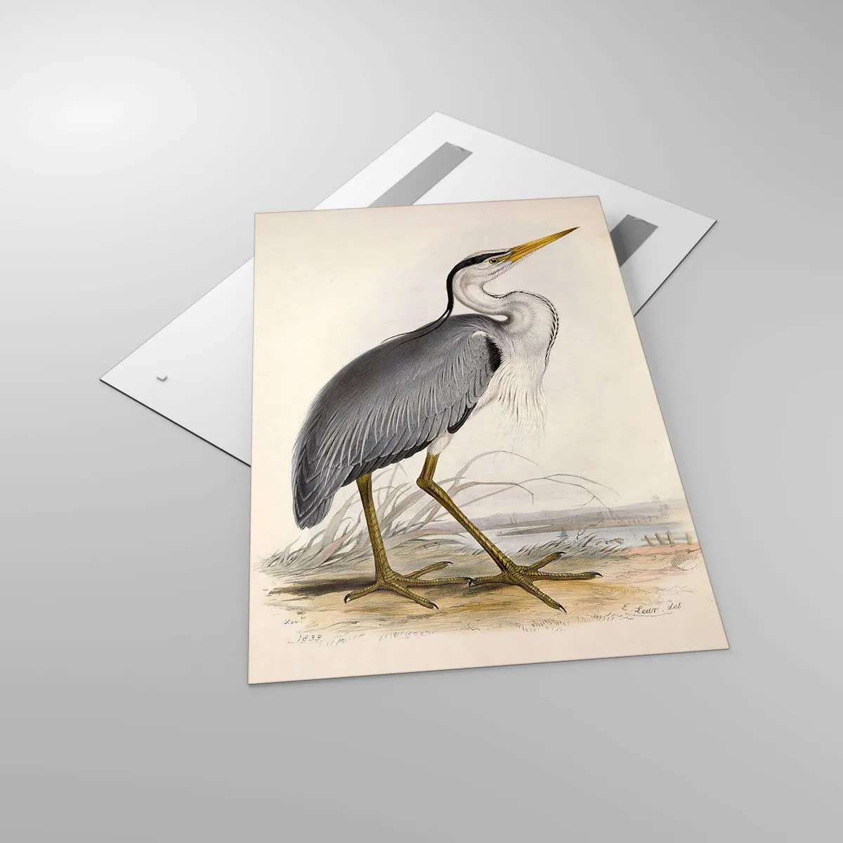 Glasbild - Bild auf glas - Reiher Gnade - 80x120 cm