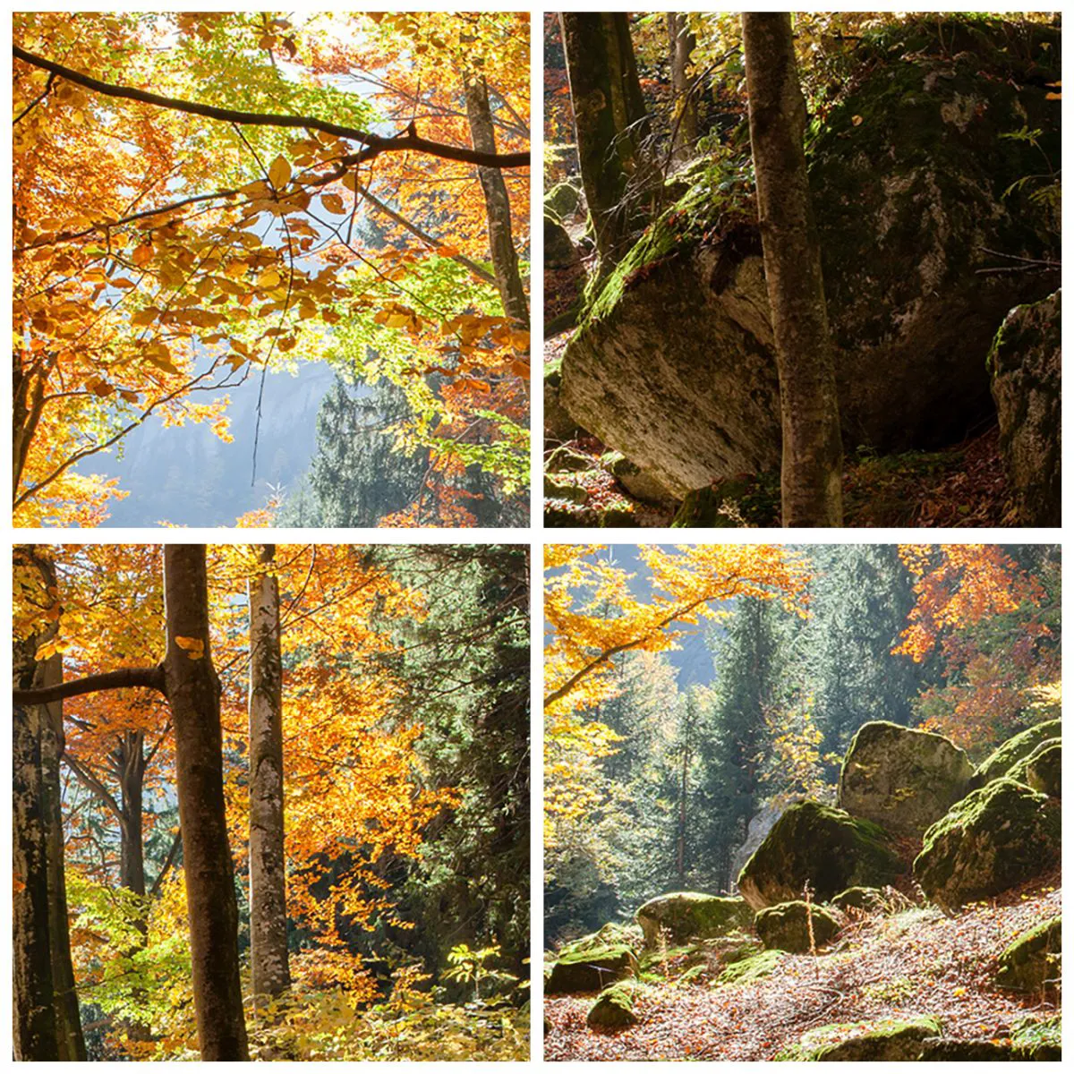 Obraz na skle - Jesenný les so slnečnými lúčmi a kameňmi - 70x50cm - Čas na odpočinok - Moderná nástenná dekorácia do obývacej izby a spálne ARTTOR