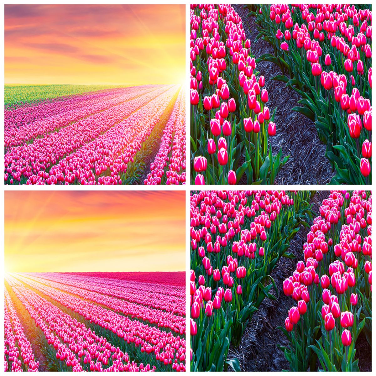 Paisaje Con Tulipanes Molinos De Viento Holandeses Tradicionales En Los