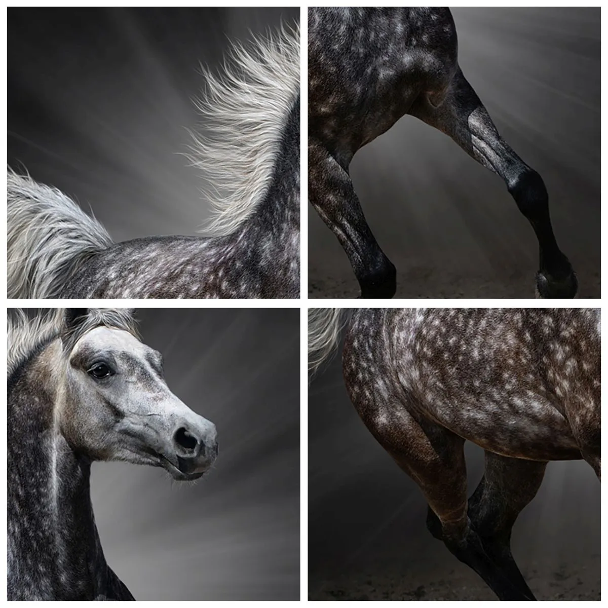 Glass picture - A galloping horse against a dark background with a lighting effect. - 70x50cm - Grey Is Beautiful - Modern wall decoration for the living room and bedroom ARTTOR
