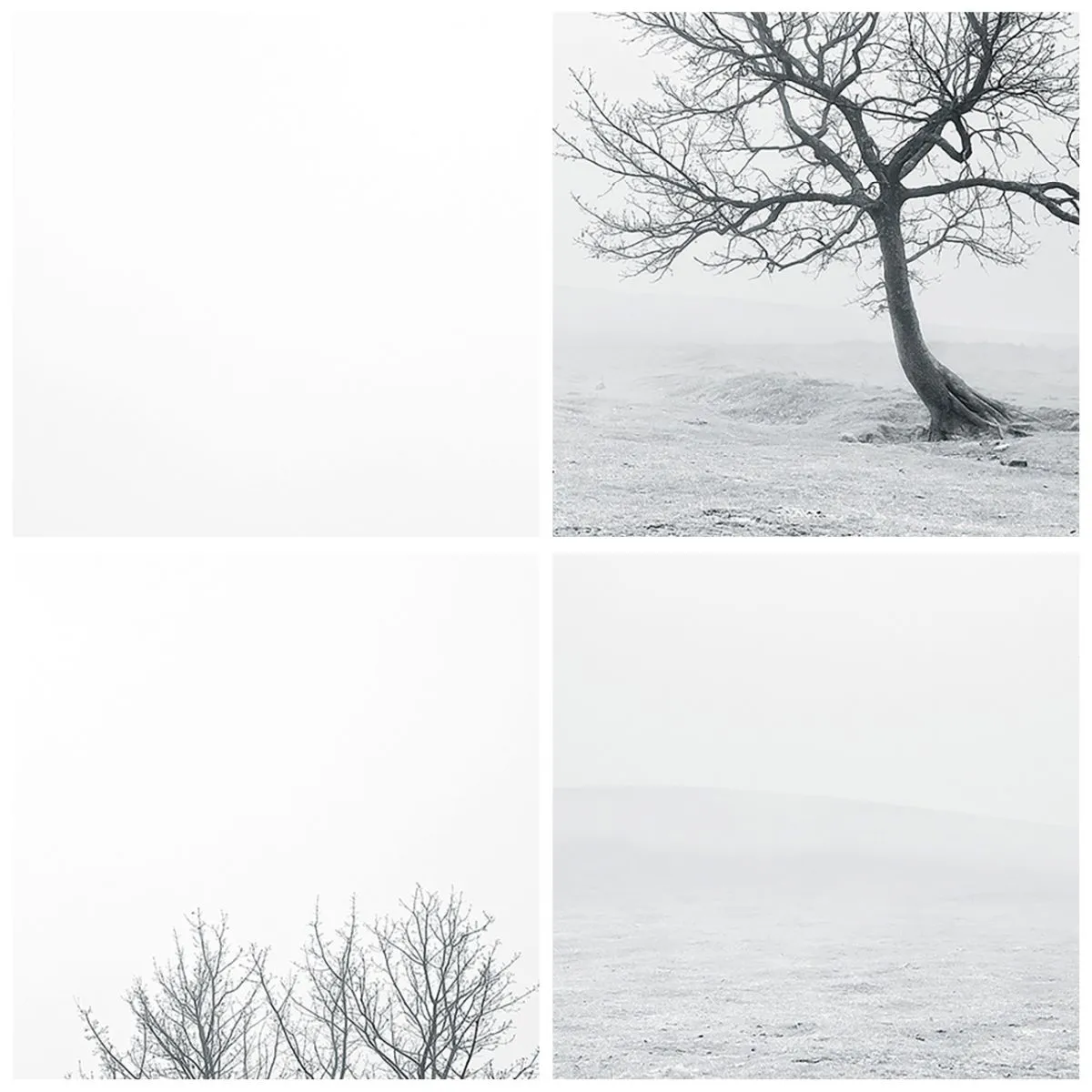 Impression sur verre - Image sur verre - Un arbre solitaire contre le brouillard dans une composition monochrome - 50x70cm - Contre le néant - Décoration murale moderne pour le salon et la chambre ARTTOR